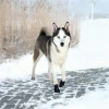 Ботинки защитные для собак Trixie Walker Active L 2 шт Owczarek australijski (4011905194646)