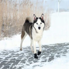 Черевики захисні для собак Trixie Walker Active L 2 шт Owczarek australijski (4011905194646)