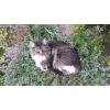 Кошачья мята Trixie 30 г (4011905422411)