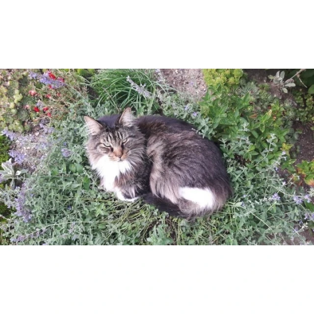 Кошачья мята Trixie 30 г (4011905422411)