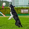 Жувальна іграшка для собак Dingo вівця з ручкою 55 см Black (5904760155794)
