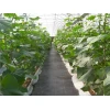 Агротканина PP чорна UV Bradas 90г/м² 100х0,4м (AT9404100)