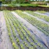 Агротканина PP чорна UV Bradas 90 г/м² 100х3,2 м (AT9432100)