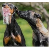 Ласощі для собак JR Pet з качкою 85 г (0634158676062)