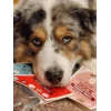 Ласощі для собак JR Pet з індичкою 85 г (0634158951381)