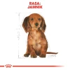 Сухий корм для цуценят Royal Canin Dachshund Puppy 1,5 кг (3182550722575)