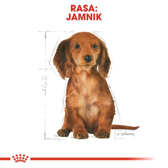 Сухий корм для цуценят Royal Canin Dachshund Puppy 1,5 кг (3182550722575)
