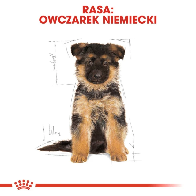 Сухий корм для цуценят Royal Canin German Shepherd Puppy 12 кг (3182550724159)