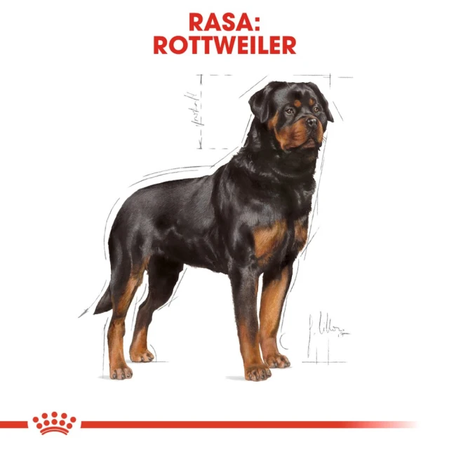 Сухий корм для собак Royal Canin Rottweiler Adult 12 кг (3182550736060)
