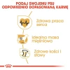 Сухий корм для собак Royal Canin Rottweiler Adult 12 кг (3182550736060)
