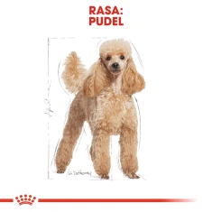 Сухий корм для собак Royal Canin Poodle Adult 1,5 кг (3182550743174)