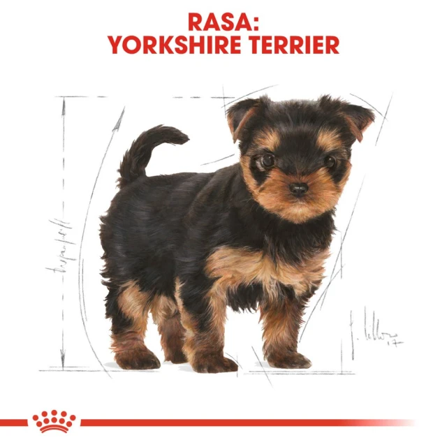Сухий корм для цуценят Royal Canin Yorkshire Terrier Puppy 500 г (3182550743464)