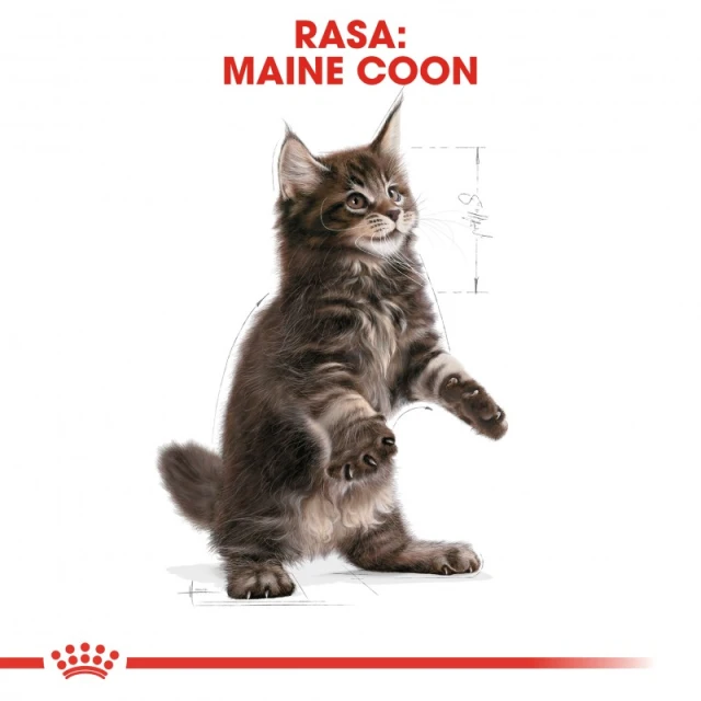 Сухий корм для кошенят Royal Canin Maine Coon Kitten 400 г (3182550770941)
