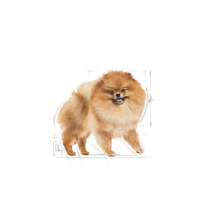 Сухий корм для собак Royal Canin Pomeranian Adult 500 г (3182550908436)