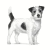 Ветеринарна дієта для собак Royal Canin Anallergenic Small 3 кг (3182550938983)