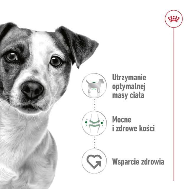 Сухий корм для собак малих порід Royal Canin Mini Adult 800 г (3182551055658)
