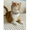 Нашийник для котів ZOLUX Chatouille з метеликом Beige (3336025801993)