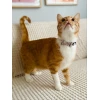 Нашийник для котів ZOLUX Chatouille з метеликом Beige (3336025801993)