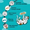 Ласощі для котів Dreamies з лососем 60 г (4008429037962)