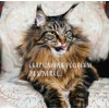 Сухий корм для котів Josera Senior 10 кг (4032254757856)