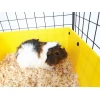 Клітка модульна для морських свинок C&C 4x2 + Loft 2x1 сіра (5065006565293)