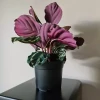 Горщик виробничий набір Gardlov 500 шт (5900779942943)