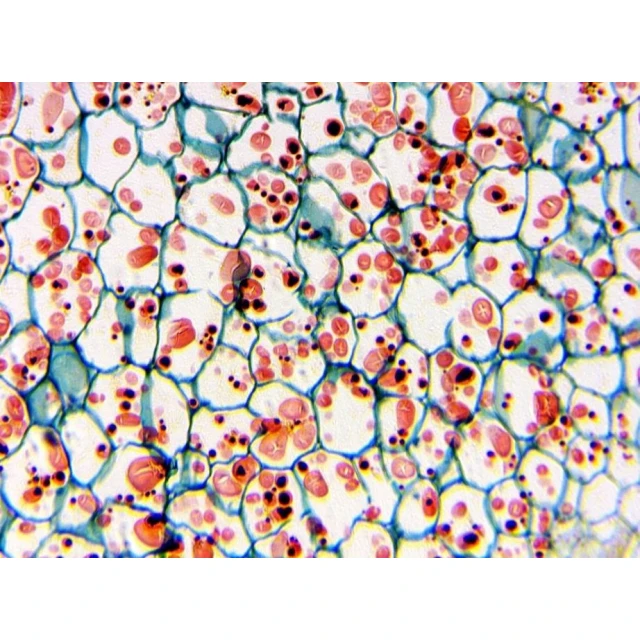 Мікроскоп DELTA optical BioLight 300 (5901691633308)