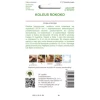 Семена Колеус Рококо смесь цветов W.Legutko (5903837089000)