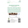 Насіння пеларгонії клумбової лососевої W.Legutko Gama F1 (5903837270101)
