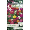 Насіння Цинія Витончена W.Legutko 'Liliput' мікс кольорів (5903837360000)