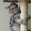 Кігтеточка для котів Purlov 4-поверхова 71 см Grey (5904665713211)