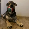 Набір іграшок для собак Purlov Різдвяний 6 шт (5904665713327)