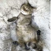 Лежак для собак Purlov M Grey (5904665713334)