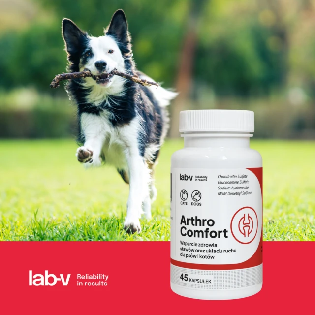 Кормова добавка для собак і котів LAB-V Arthro Comfort для суглобів 45 капсул (5905947787401)