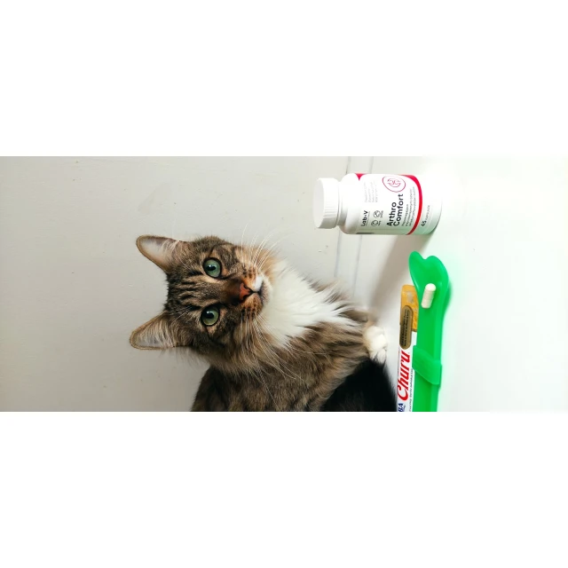 Кормова добавка для собак і котів LAB-V Arthro Comfort для суглобів 45 капсул (5905947787401)