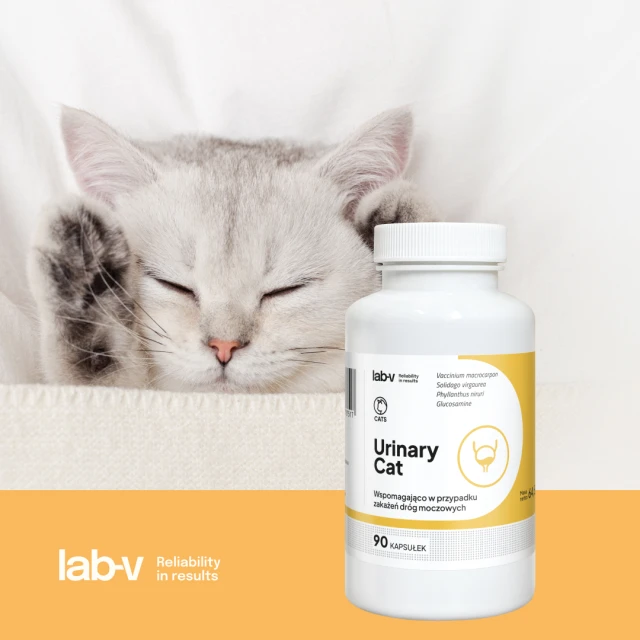 Кормова добавка для котів LAB-V Urinary Cat для підтримки сечовивідної системи 90 капсул (5905947787517)
