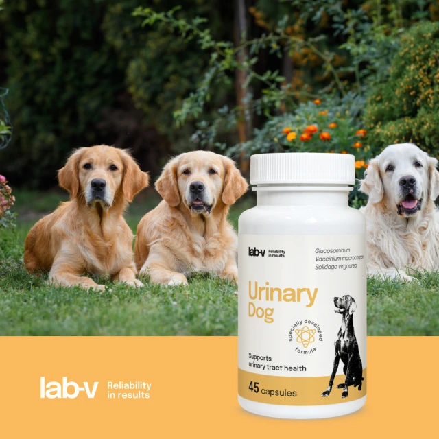 Кормова добавка для собак LAB-V Urinary Dog для підтримки сечовивідної системи 45 капсул (5905947787661)
