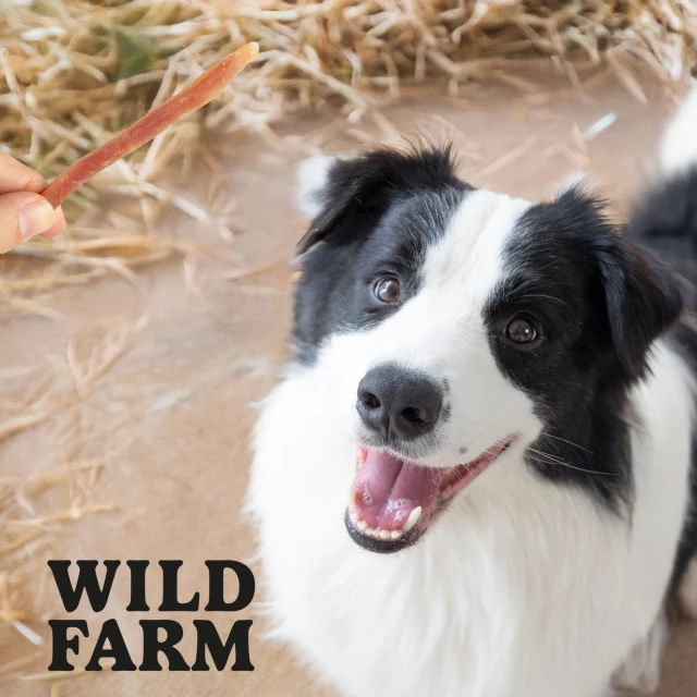 Ласощі для собак Wild Farm М'які стрипси з качкою 500 г (5907291265611)