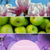 Аромадифузор Millefiori Magnolia Blossom & Wood 250 мл (8053848694483)