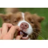 Кормова добавка для собак Geloren Small Dog 180 г (8595163716032)