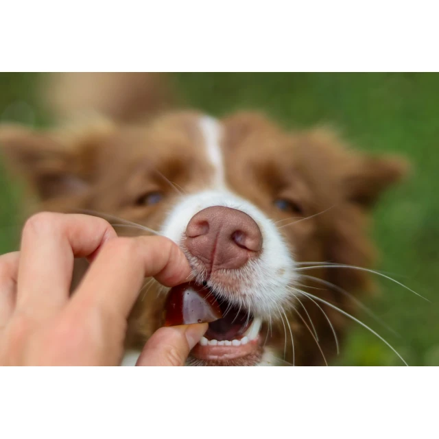 Кормова добавка для собак Geloren Small Dog 180 г (8595163716032)