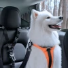 Автотримач Spigen PS100 Universal Car Seat Belt Holder for Pets Black (ACP08926)